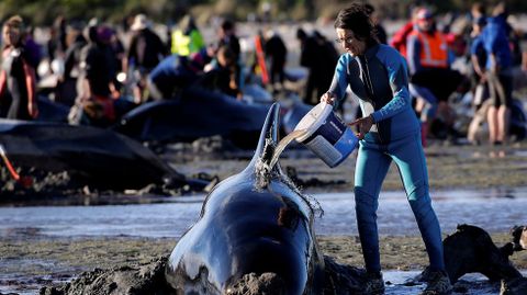 Encuentran 300 ballenas muertas en Nueva Zelanda