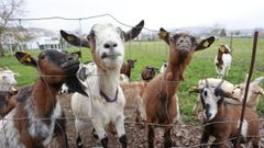 Cabras en una imagen de archivo