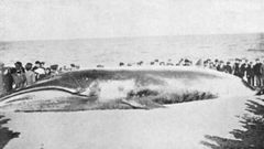 Fotograbado de la ballena varada en As Sinas que se public en 1917.