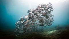 Algunas de las im�genes captan los magn�ficos y a la vez tan�fr�giles ecosistemas marinos