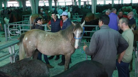 Feira do cabalo en Castro de Ribeiras de Lea.