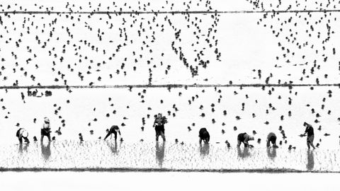 �Mujeres cultivadoras de arroz� destaca por el alto contraste conseguido en la toma, tambi�n en la categor�a de gente