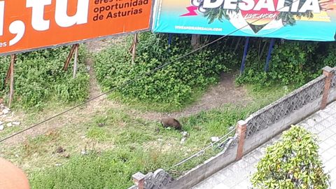 El jabal� en la Tenderina baja