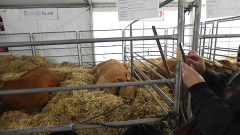 Feria de ganado ExpoLugo, junto a O Vello Cárcere