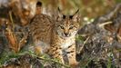 Un cachorro de lince ibrico