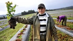 Plantaci�n de ar�ndanos en Cerdido. 
