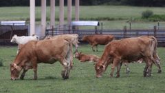 Provacuno est� preocupado por la cantidad de carne de vacuno que entrar� desde�Australia