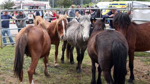 FERIA CABALLAR Y MAQUINARIA AGRICOLA EN SAN MARCOS