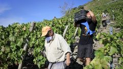 Trabajos de vendimia en un vi�edo de la ribera de Doade