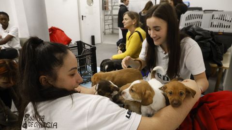La protectora de Lugo est� saturada de cachorros