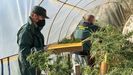 Intervenci�n de la Guardia Civil para incautar la marihuana