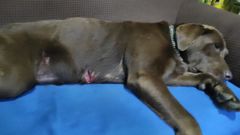 La mascota atacada por el jabal�