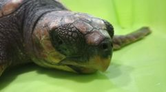 Adi�s a Nan�n, la tortuga que defecaba pl�sticos