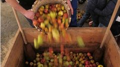 Cosecha de la manzana