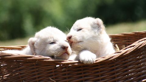 Dos cachorros de le�n blanco en Thuele (Alemania)