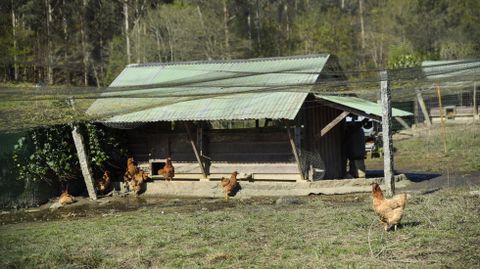 Las gallinas, a su aire, en la granja de Barro.