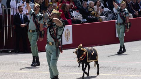 Varios militares y la cabra de la legin desfilan durante el desfile militar