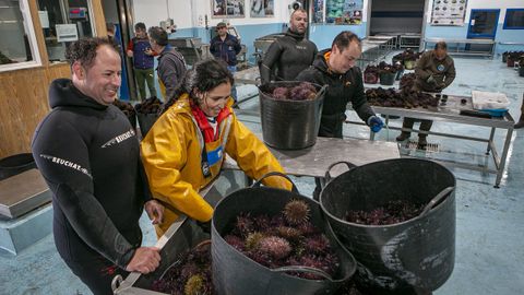 Segundo d�a de subasta de erizo en la lonja de Agui�o