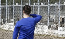 Estos perros de caza reciben atenci�n diaria para alimentaci�n, limpieza y cuidados veterinarios. 