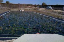 El Concello de Moa�a experiment� con un sistema de depuraci�n por macrofitas hace cuatro a�os.