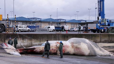 Despiezan la ballena varada en Oza desde el s&aacute;bado para proceder a su retirada