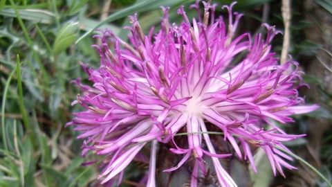 �Centaurea borjae� Vald�s Berm. & Rivas Goday. Planta end�mica del cabo Prior y la sierra de A Capelada. Vive en grietas de rocas ultrab�sicas en acantilados y en prados.�Vulnerable por la superficie que abarca y amenazada por el pastoreo y las repoblaciones
