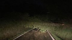 Los �rboles son de gran porte, est�n situados muy pr�ximos a la carretera y cuando se derrumban cortan toda la v�a, provocando molestias a los residentes en la zona, adem�s de suponer un riesgo.