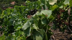 A la derecha, un racimo afectado por un ataque de black-rot