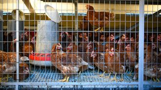 Gallinas de la granja O Volteiro, en A Estrada