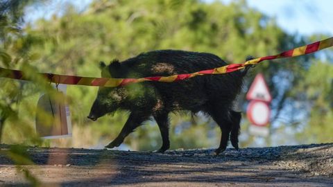 Imagen de archivo de un jabal� en la zona cero de la PPA en Catalu�a