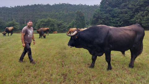 Jesús Pardal, días atrás coas súas vacas nunha leira en Moares