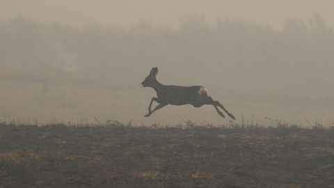Un ciervo huyendo del incendio del pasado viernes en el Can del Sil.