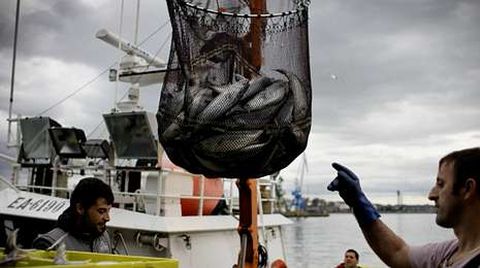 Descarga de bonito en el puerto de A Coru�a al inicio de la costera. 