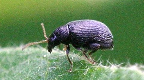 PULGUILLA DE LA PATATA. La �Epitrix similaris� es un insecto defoliador. Su principal hospedador es la patata, pero tambi�n se ha detectado en tomates. En Galicia se detect� en el 2009.