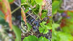Uvas de menc�a, el pasado 30 de junio en una vi�a de Chanteiro