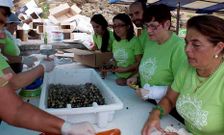 Edici�n de la Festa do Percebe de Rinlo que se celebr� el a�o pasado.