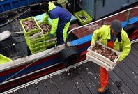 La lonja de Cambados asumir�, de nuevo, la venta de volandeira para las f�bricas. 