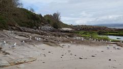 Un grupo de gaviotas patiamarillas en la isla de Ons