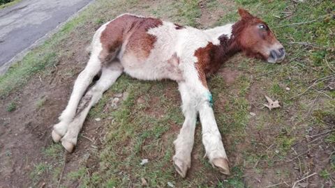 El veterinario de la potra de Teverga da explicaciones