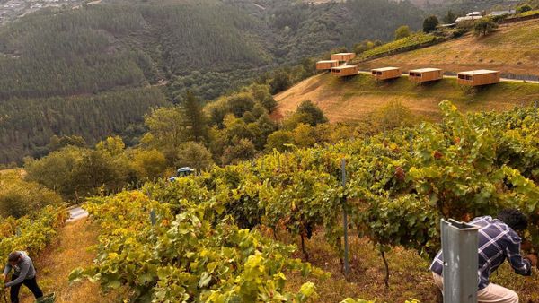 Las bodegas de la IXP Terras do Navia han iniciado una vendimia que afrontan con optimismo.