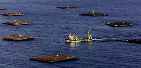 La marea roja est� remitiendo en la r�a de Vigo, donde ya ayer solo quedaban tres pol�gonos afectados por la toxina. 