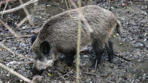 La Generalitat�est�preparando la captura de jabal�es para reducir sus poblaciones