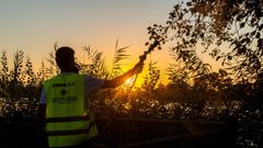Un operario fumiga la margen del r�o Guadalquivir a su paso por Puebla del R�o, en Sevilla