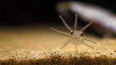 Una de las larvas que ha conseguido criar el grupo Ecobiomar
