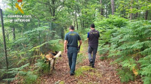 El grupo Cinol�gico acompa�ado de un perro especializado en detecci�n de venenos recorri� la finca de Mourente