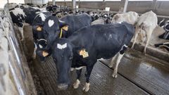 En Galicia, todo animal que llega desde fuera de la comunidad tiene que pasar una cuarentena de 21 das