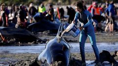 Encuentran 300 ballenas muertas en Nueva Zelanda
