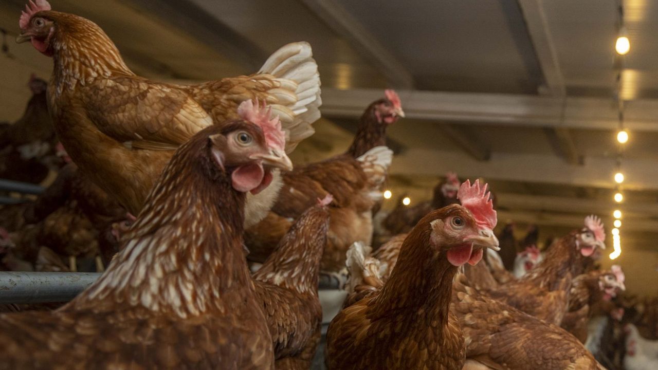 La Policía Local de Brión recupera cinco gallinas robadas y hace un llamamiento para devolverlas a su casa