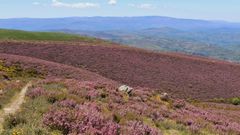 Erica en floraci�n en las monta�as de Trevinca, en el concello de A Veiga.