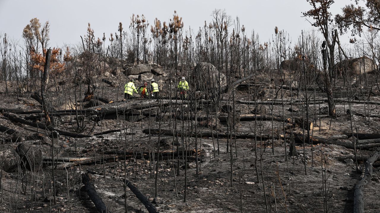 Los troncos de los árboles quemados en los incendios de Ourense se usarán para frenar la ceniza